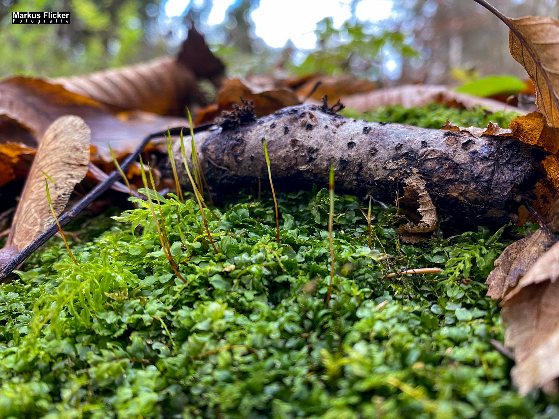 Fotospaziergang im Herbst Teil 2 in der Raabklamm Raab Steiermark