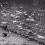 Fotospaziergang Maribor Lent an der Drau Slowenien